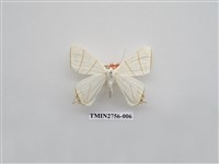 藏品(尺蛾325)的圖片